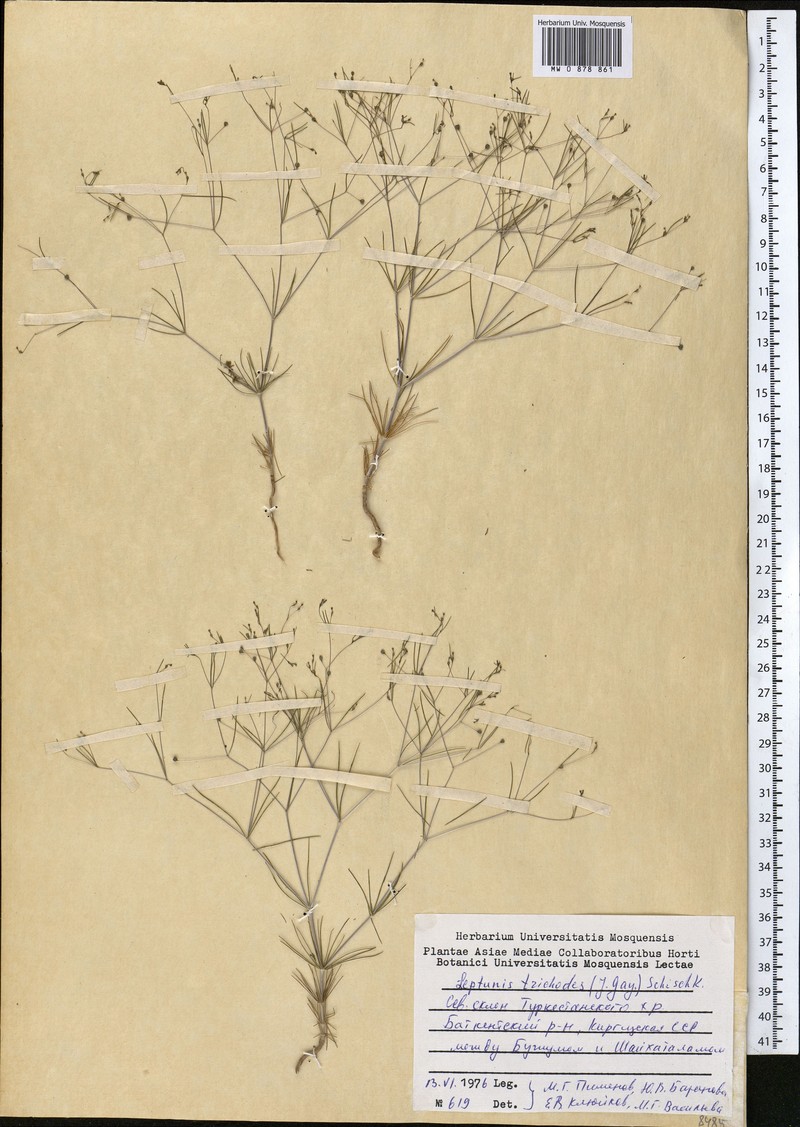 Asperula trichodes photo 4