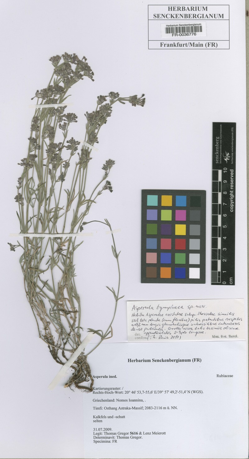 Asperula tymphaea