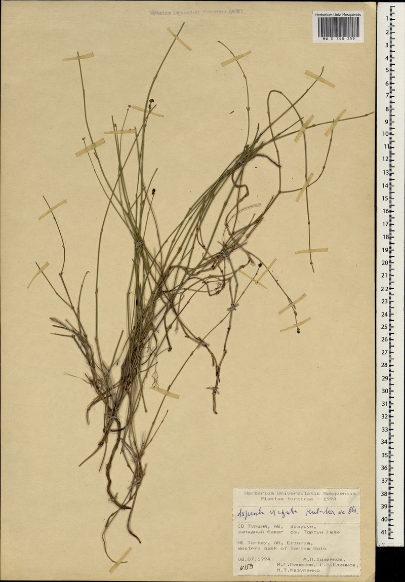 Asperula virgata