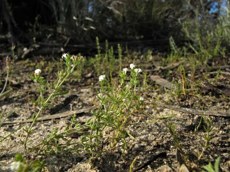 Asperula wimmeriana photo 2