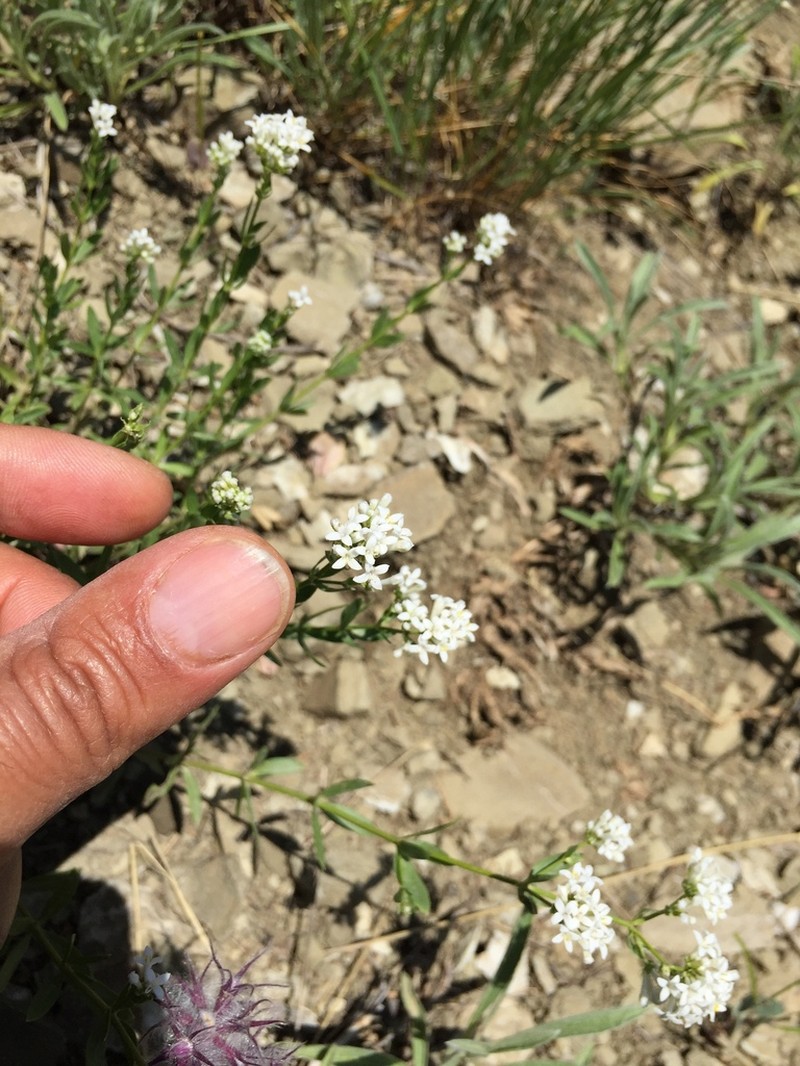 Asperula xylorrhiza