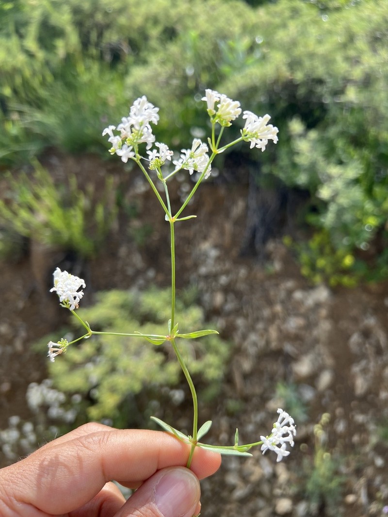 Asperula xylorrhiza photo 3