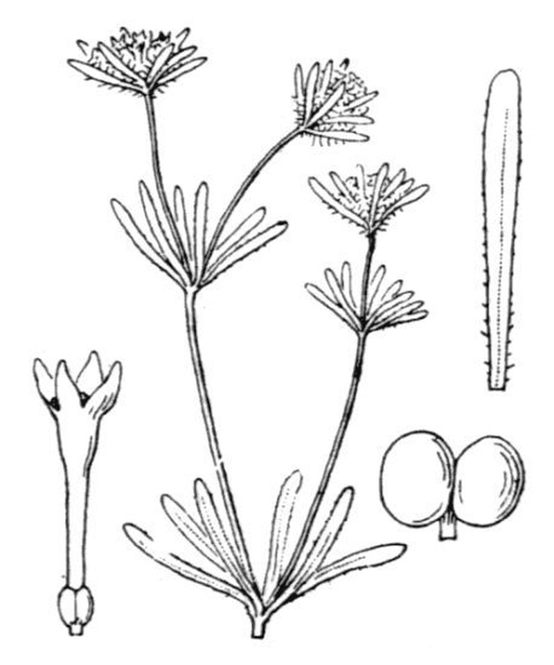 Asperula xylorrhiza