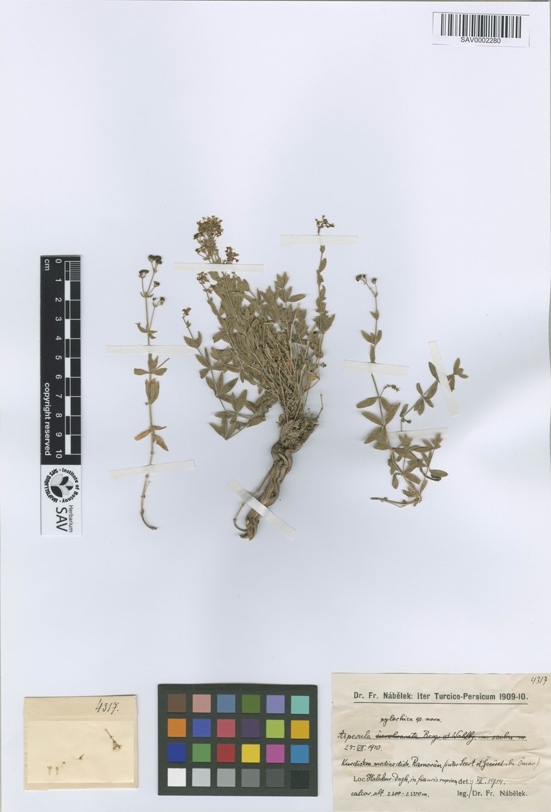 Asperula xylorrhiza photo 2