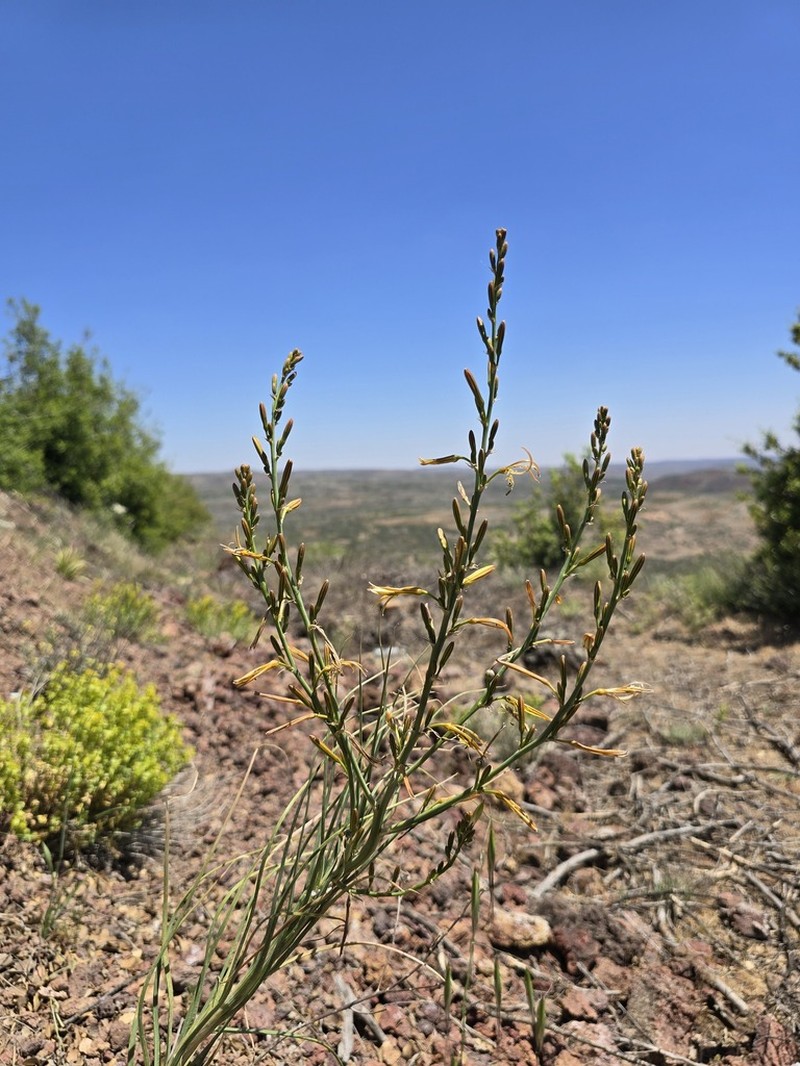Asphodeline brevicaulis