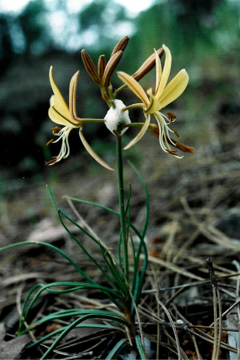 Asphodeline brevicaulis photo 2