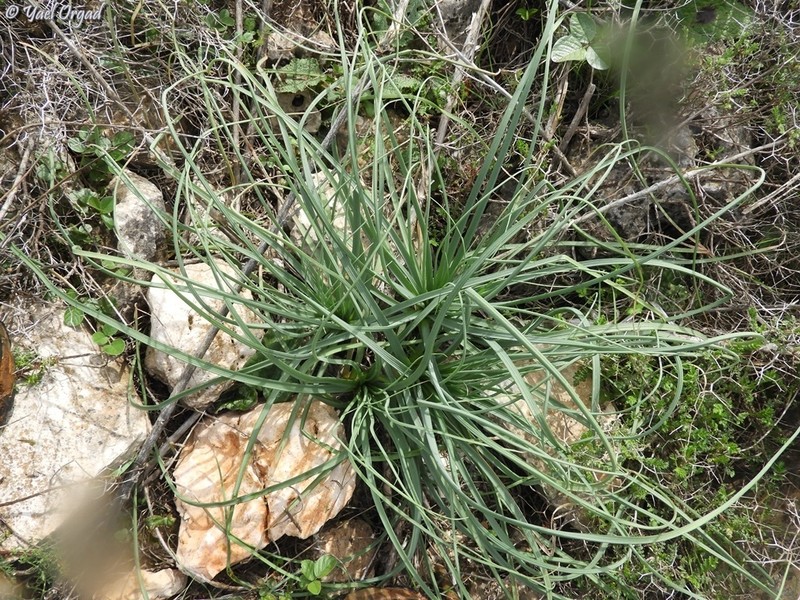 Asphodeline brevicaulis photo 3