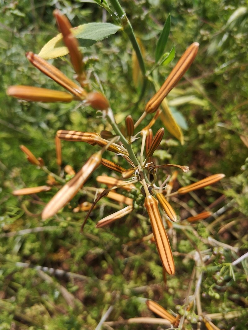 Asphodeline brevicaulis photo 4