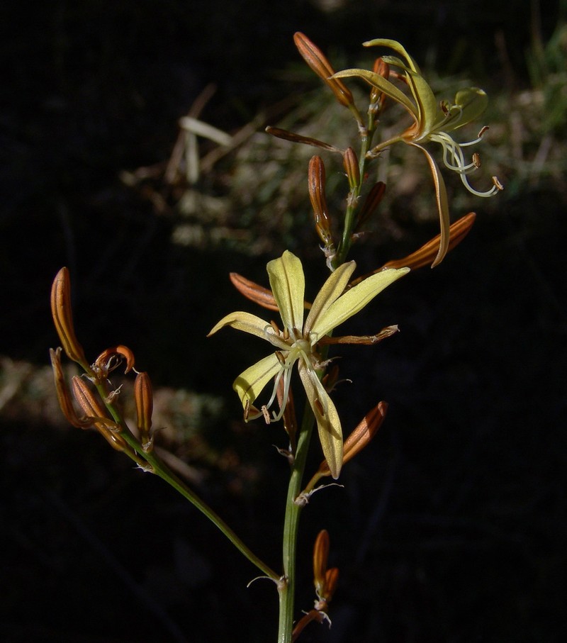 Asphodeline brevicaulis photo 5