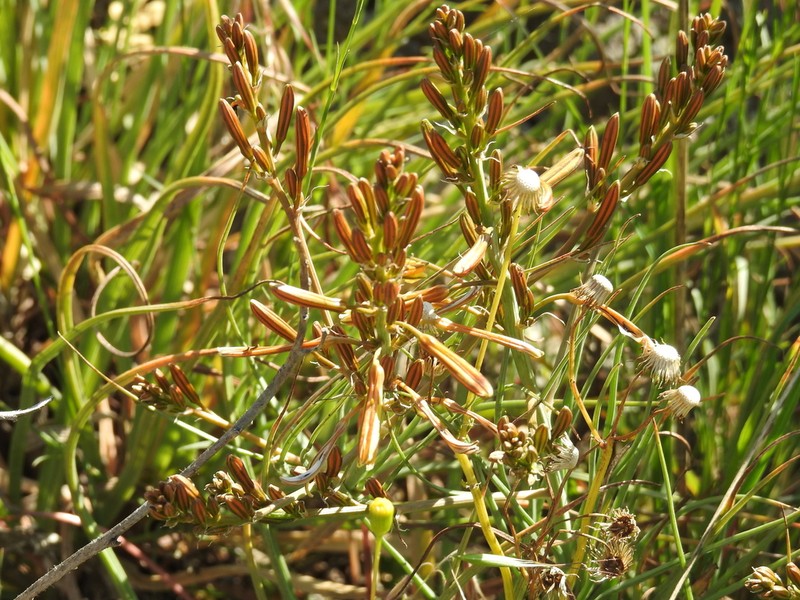 Asphodeline brevicaulis photo 6