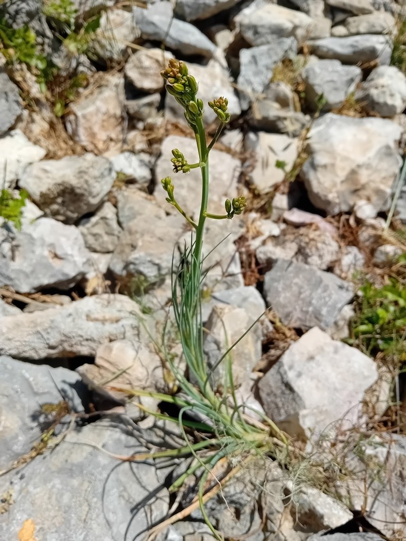 Asphodeline brevicaulis photo 7