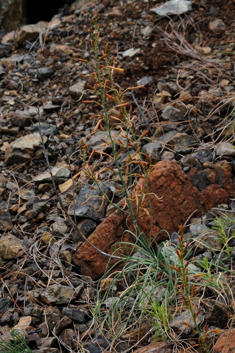 Asphodeline brevicaulis photo 8