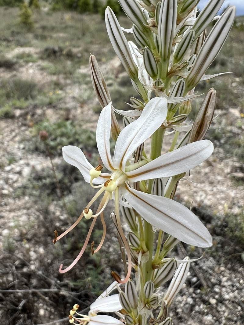 Asphodeline damascena