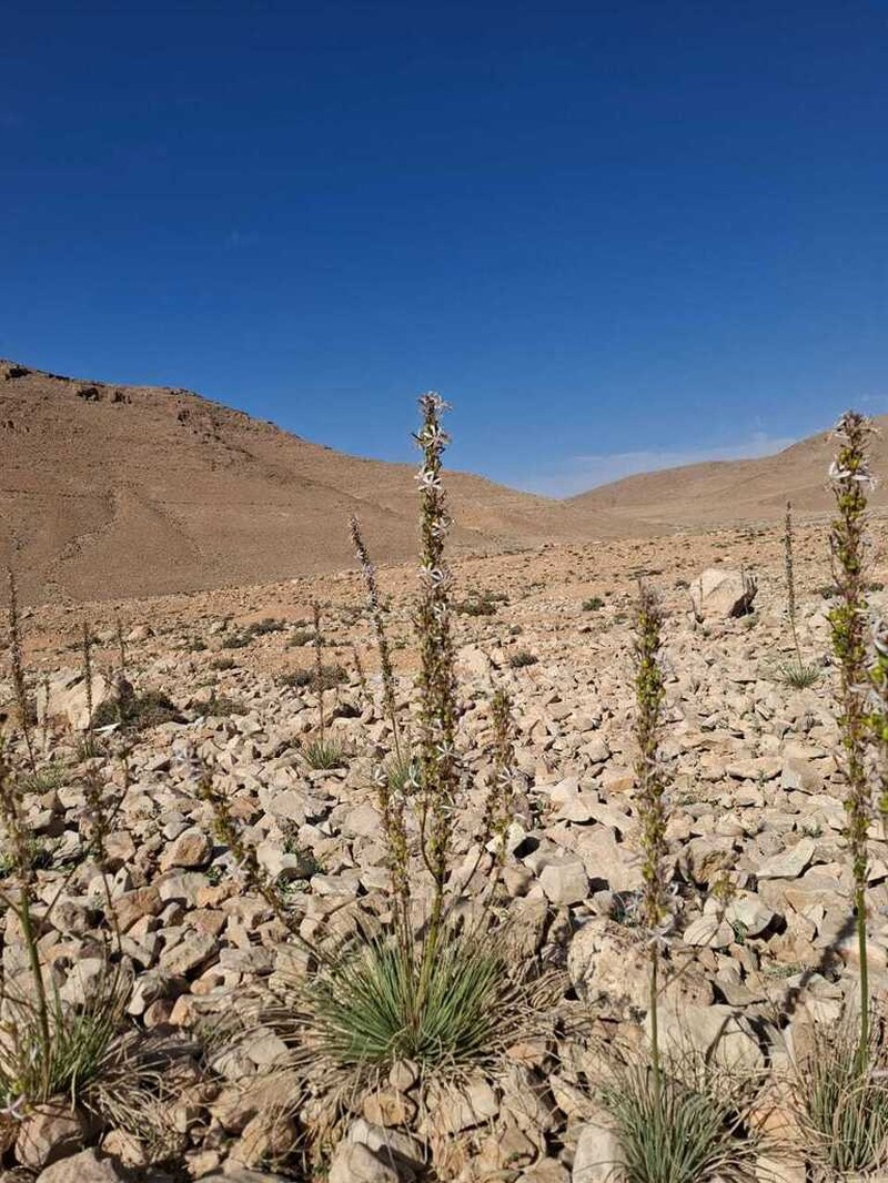 Asphodeline damascena photo 2