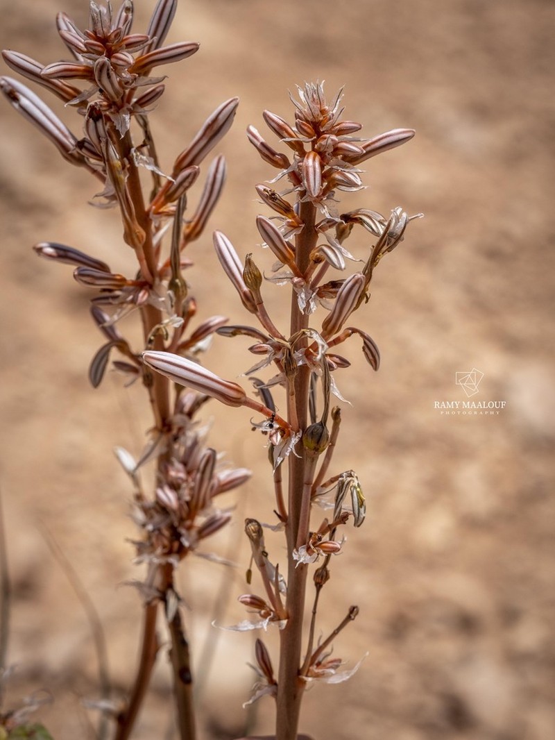 Asphodeline damascena photo 3