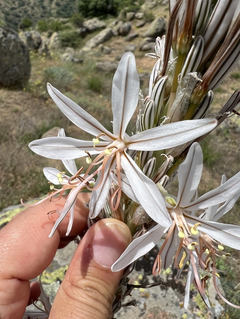 Asphodeline damascena photo 4