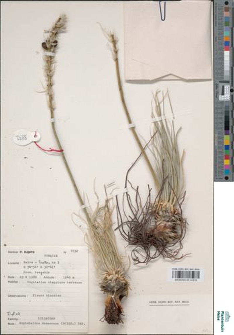 Asphodeline damascena photo 5
