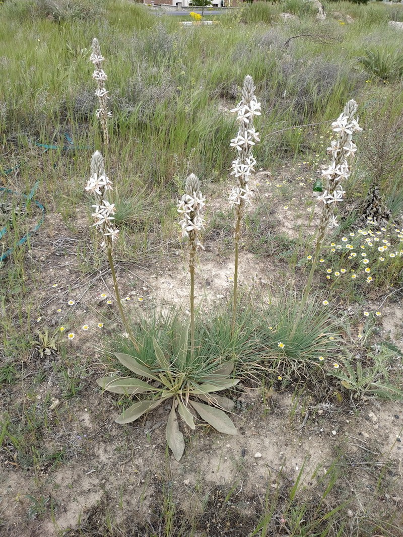 Asphodeline globifera