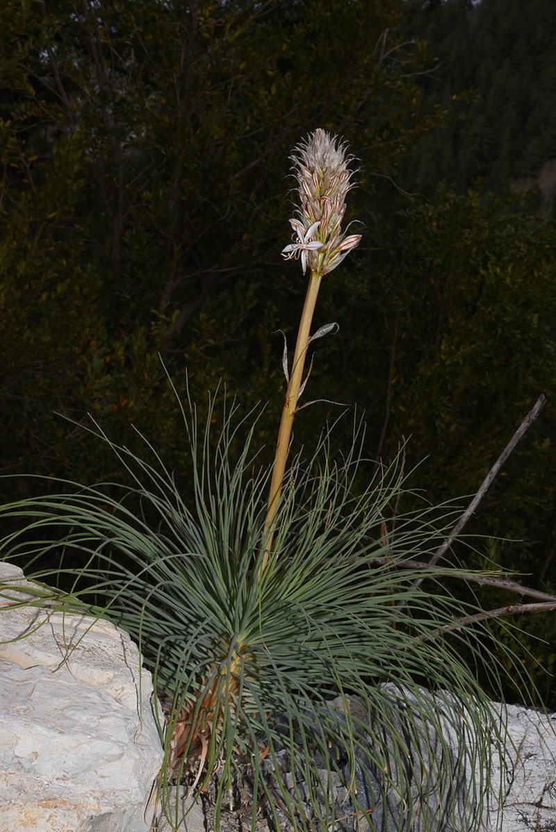 Asphodeline globifera photo 2