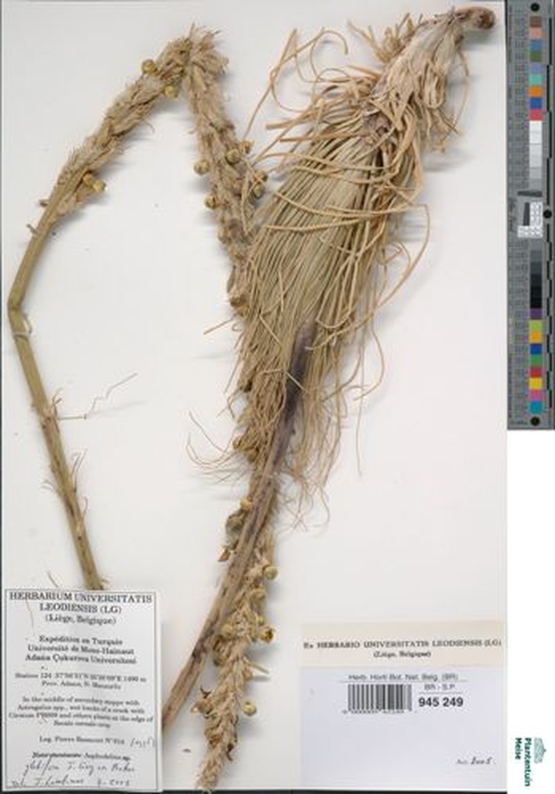 Asphodeline globifera photo 3
