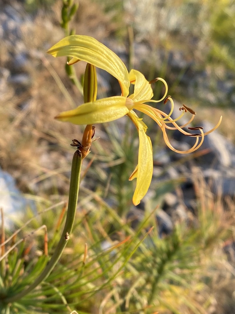 Asphodeline liburnica