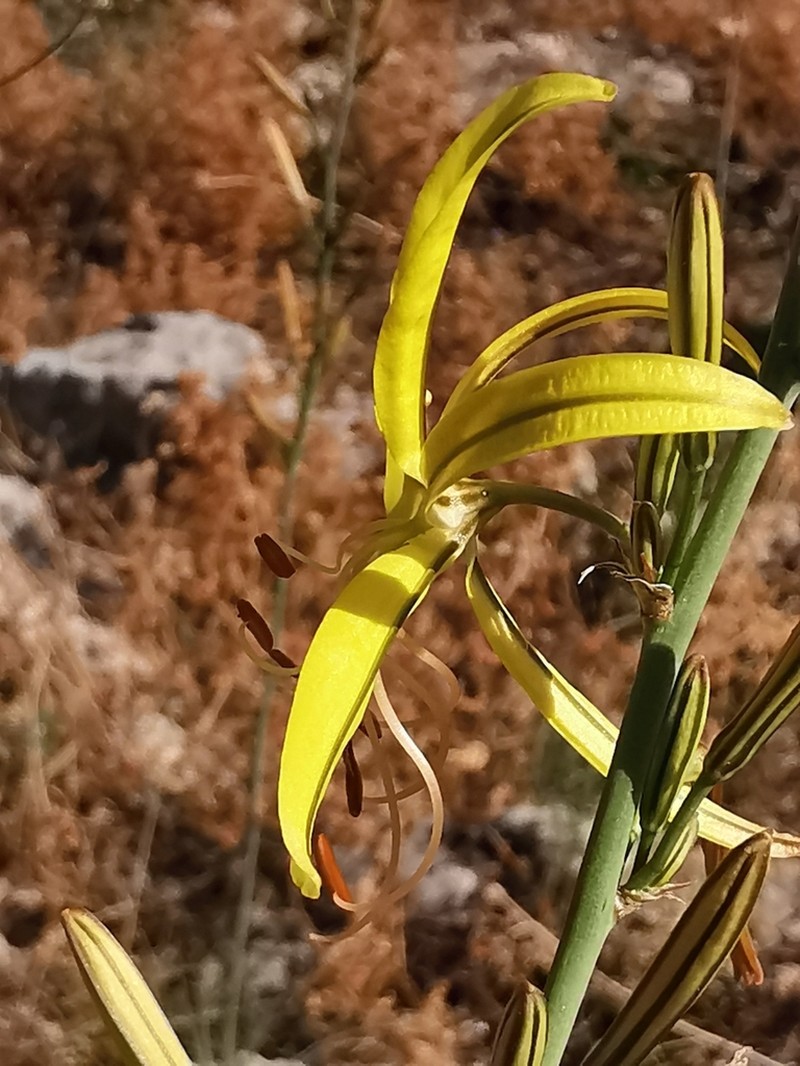 Asphodeline liburnica photo 2
