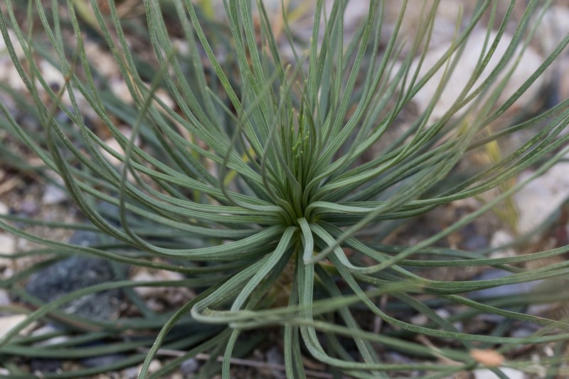 Asphodeline liburnica photo 3