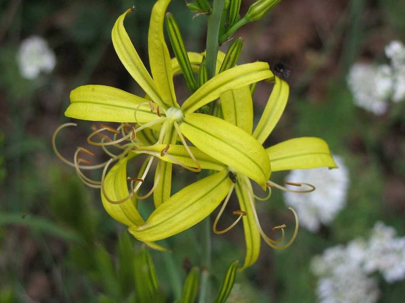 Asphodeline liburnica photo 4