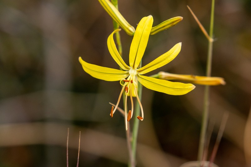 Asphodeline liburnica photo 5