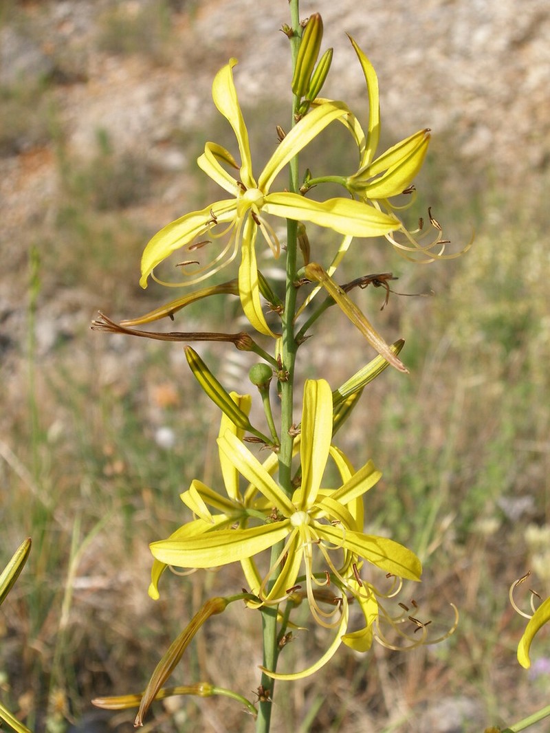 Asphodeline liburnica photo 6