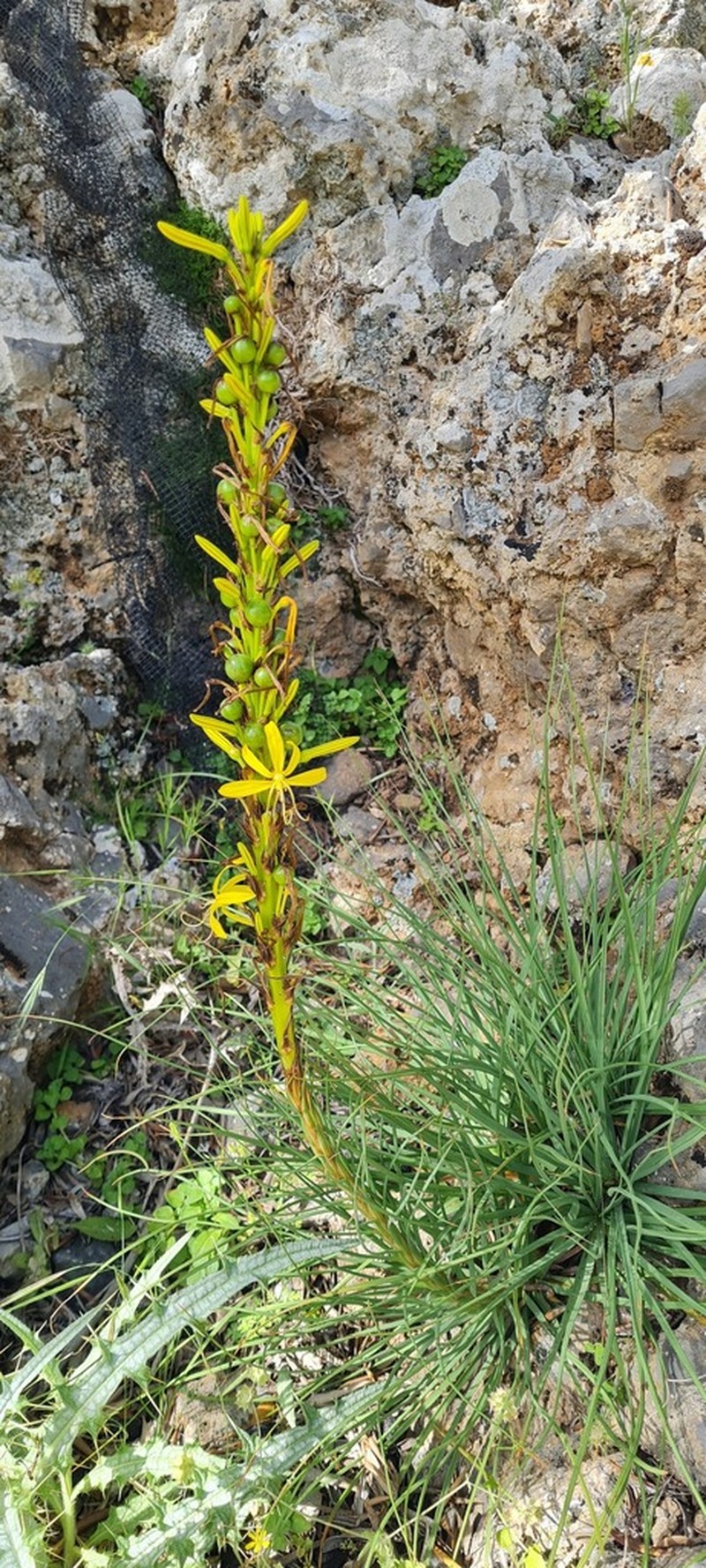Asphodeline liburnica photo 7