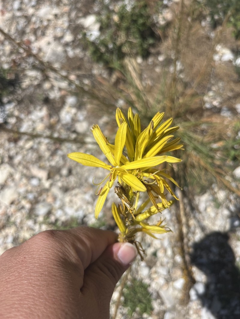 Asphodeline liburnica photo 8
