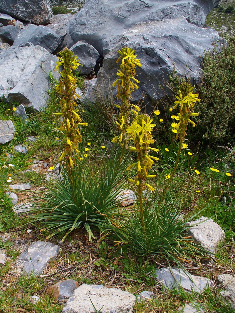 Asphodeline lutea photo 2