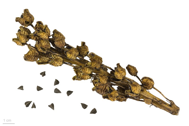 Asphodeline lutea photo 3