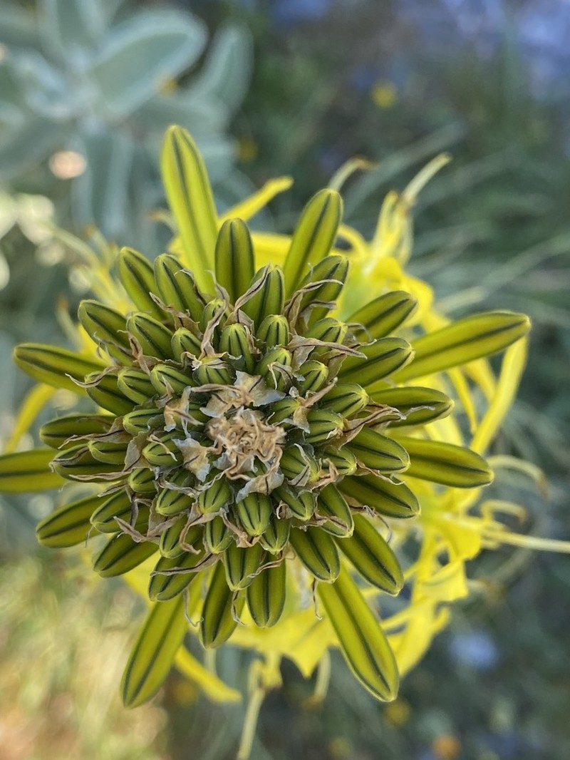 Asphodeline lutea photo 4