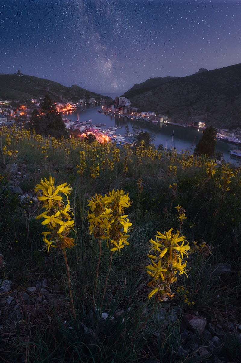 Asphodeline lutea photo 5
