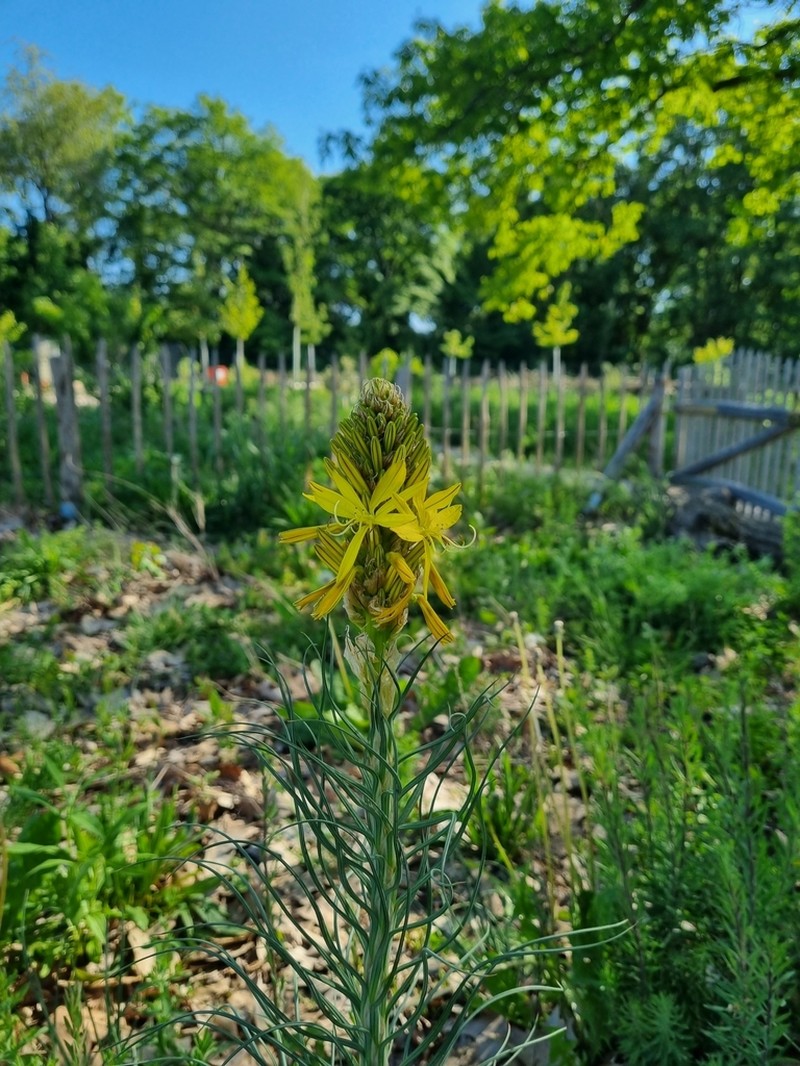 Asphodeline lutea photo 6