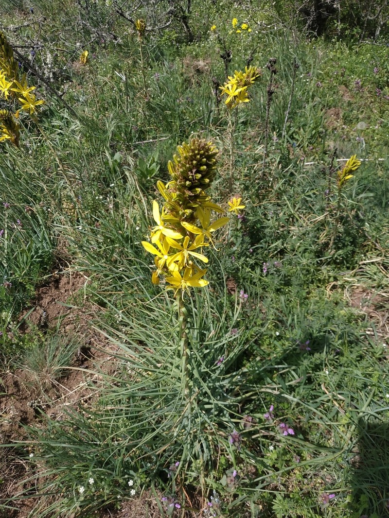 Asphodeline lutea photo 7