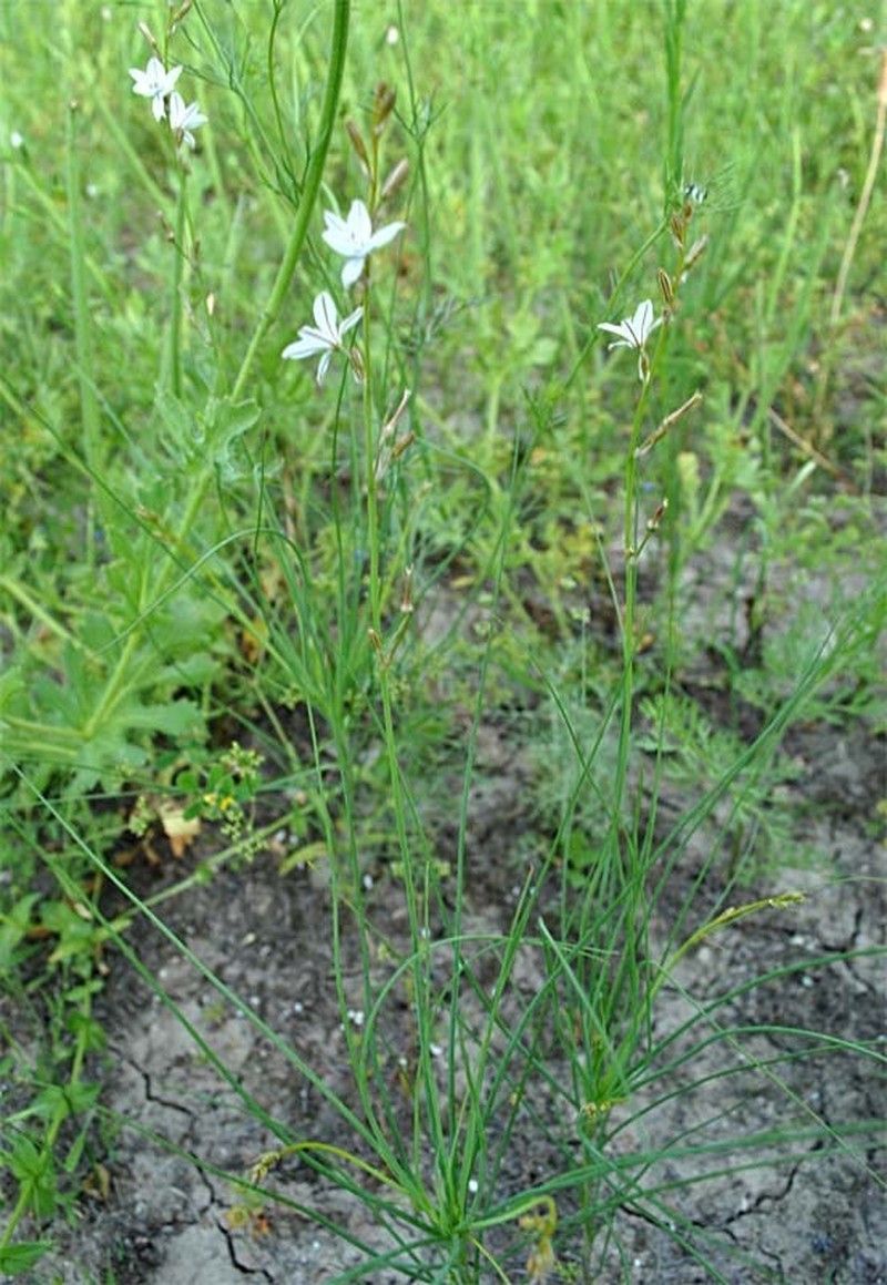Asphodeline prolifera