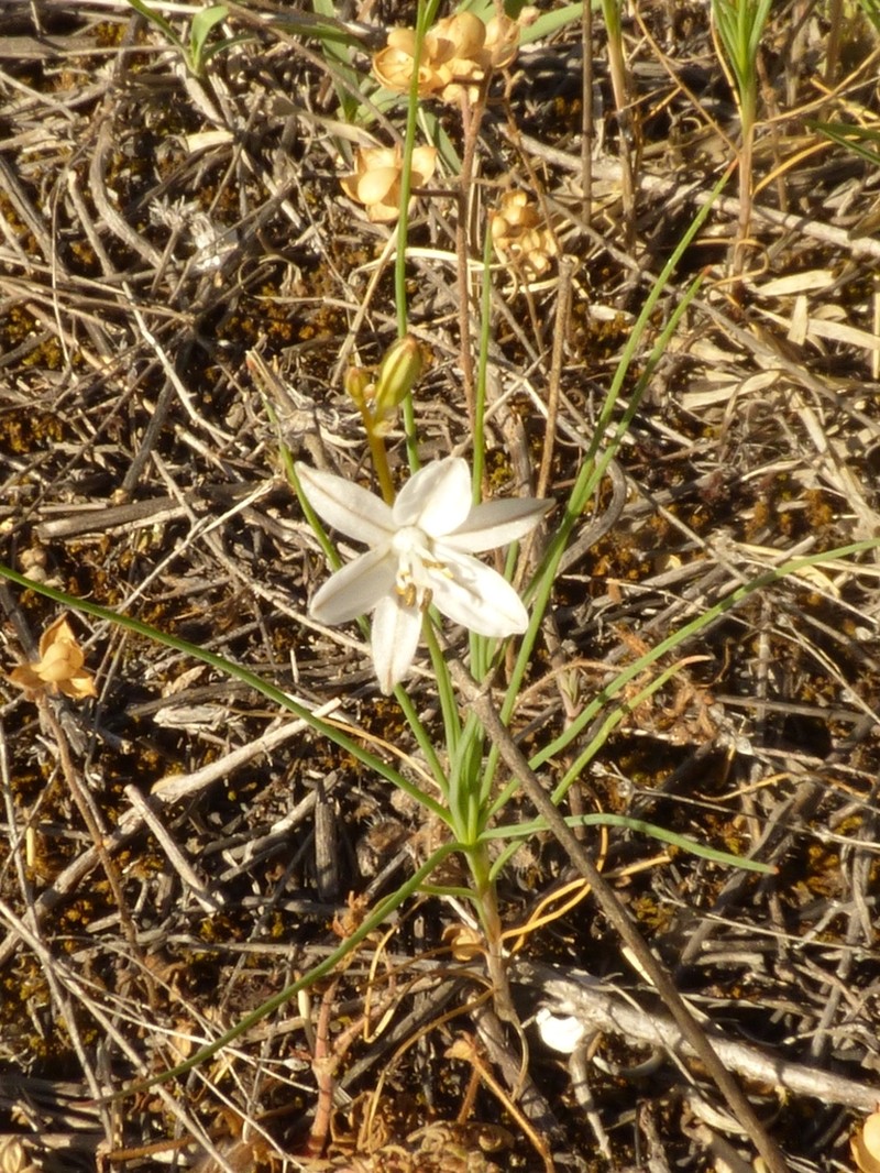 Asphodeline prolifera photo 2
