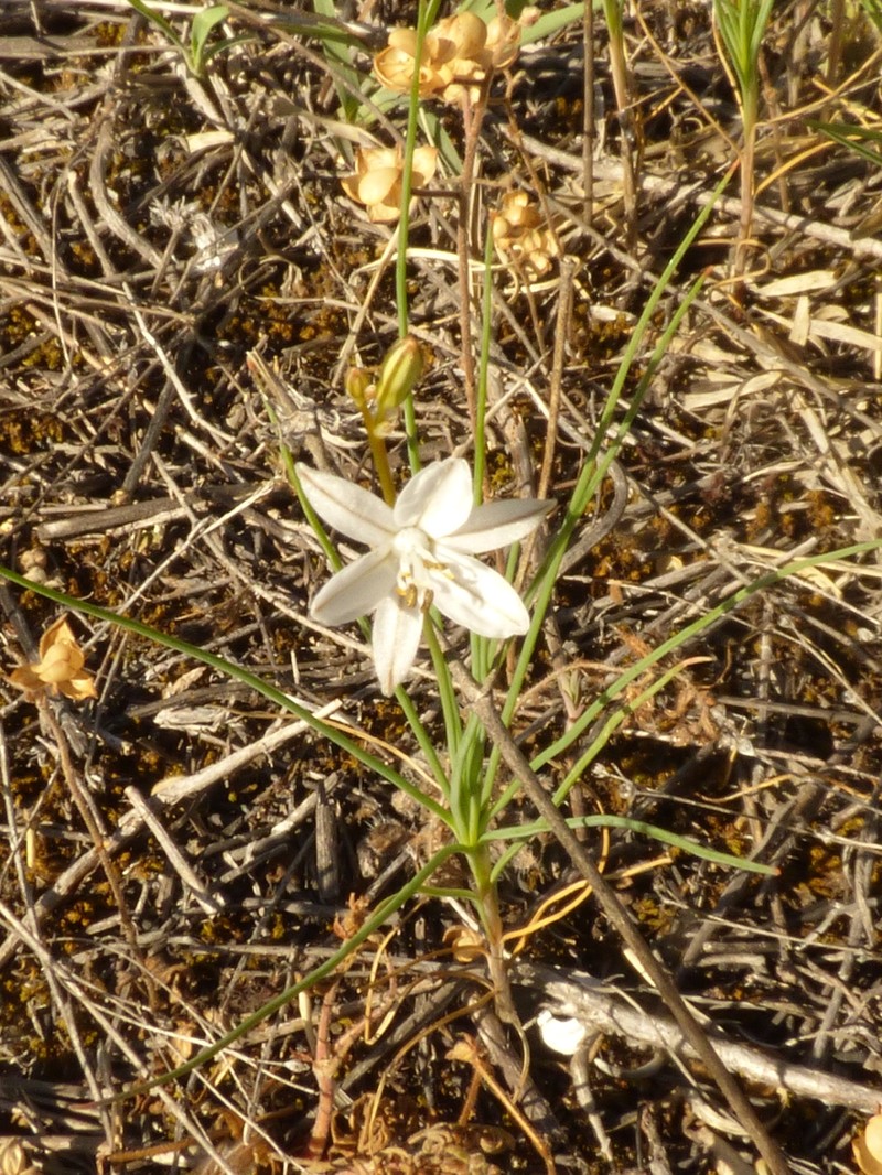 Asphodeline prolifera photo 3