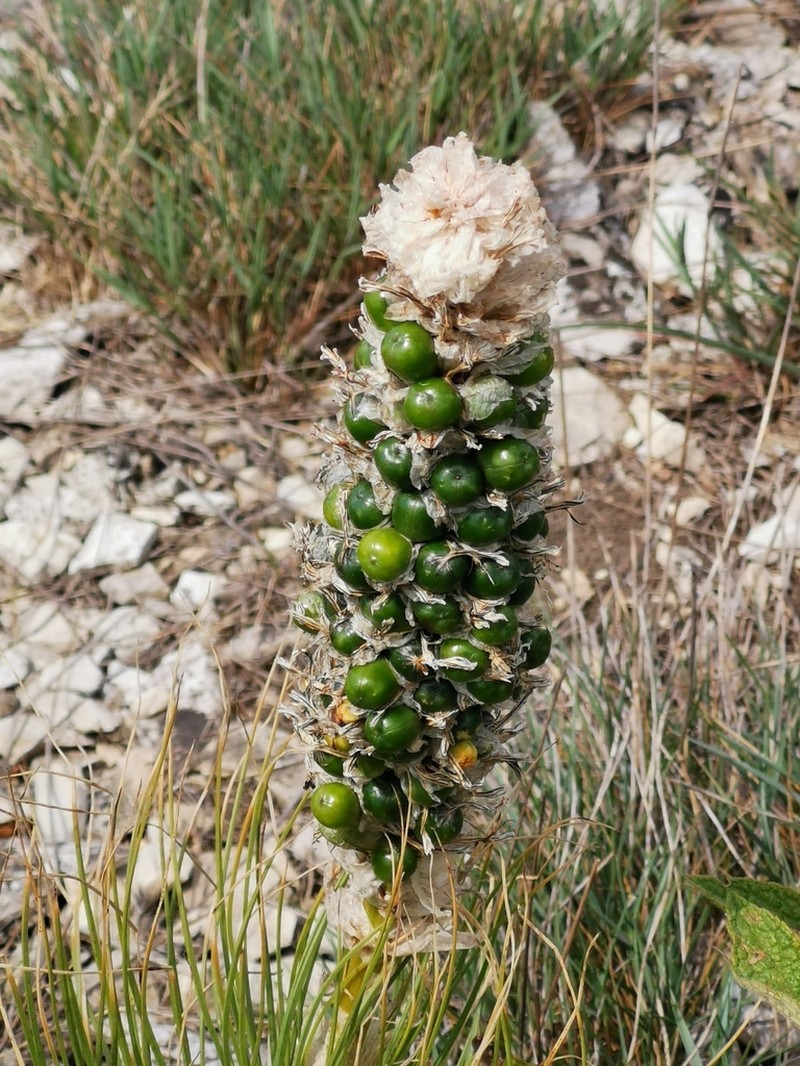 Asphodeline taurica