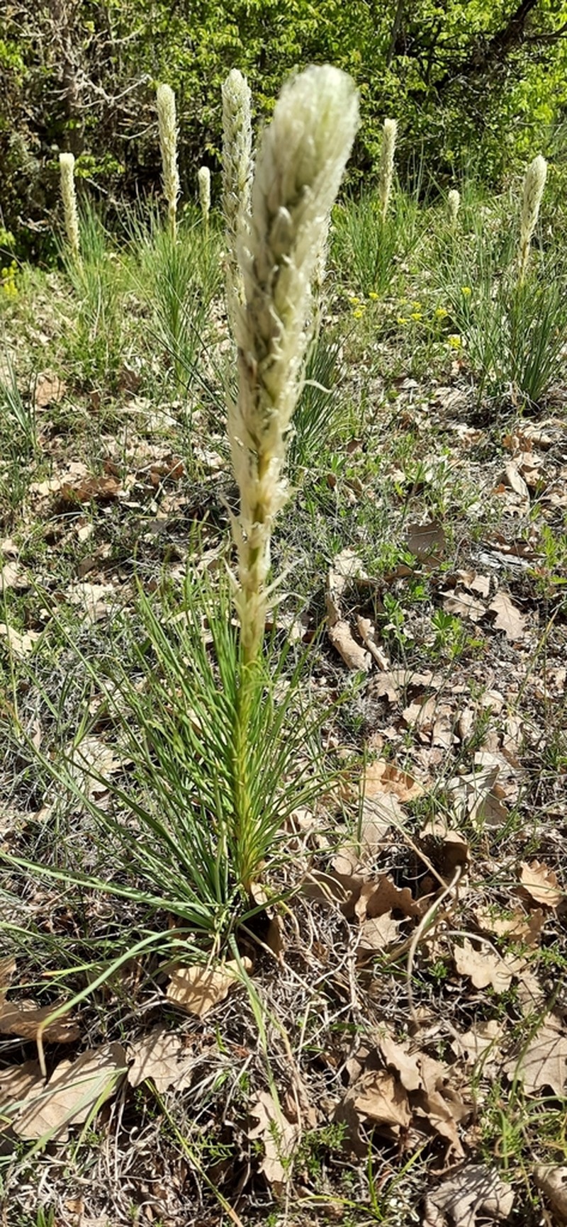 Asphodeline taurica photo 2