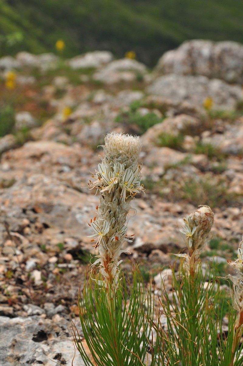 Asphodeline taurica photo 3