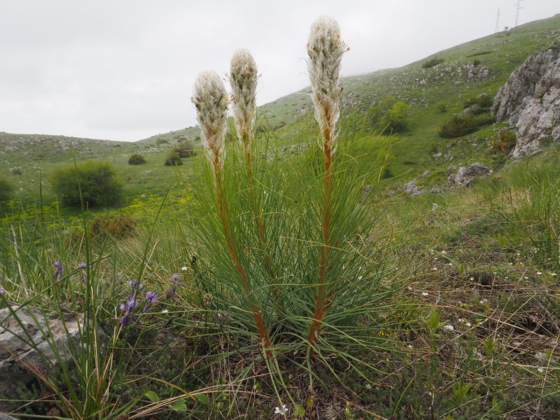 Asphodeline taurica photo 4