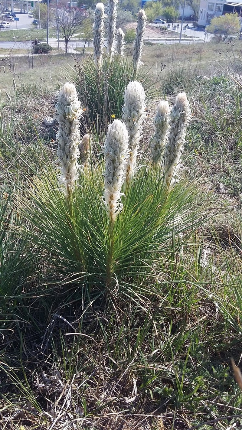 Asphodeline taurica photo 5