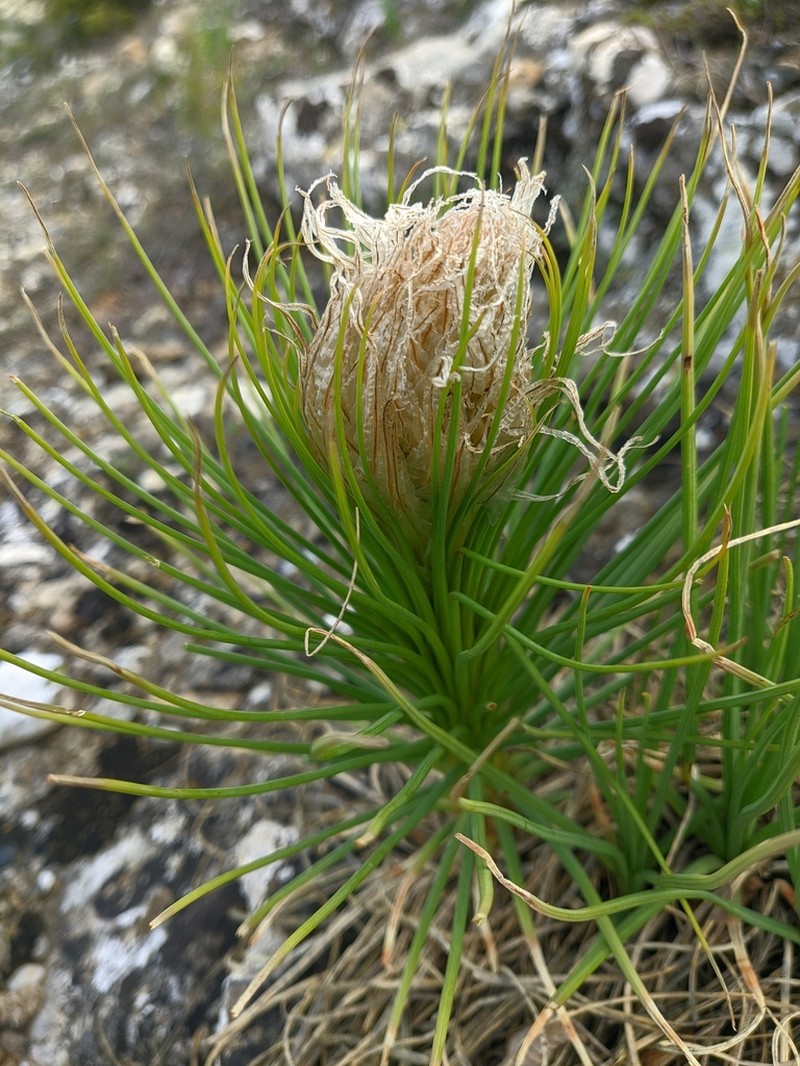 Asphodeline taurica photo 6