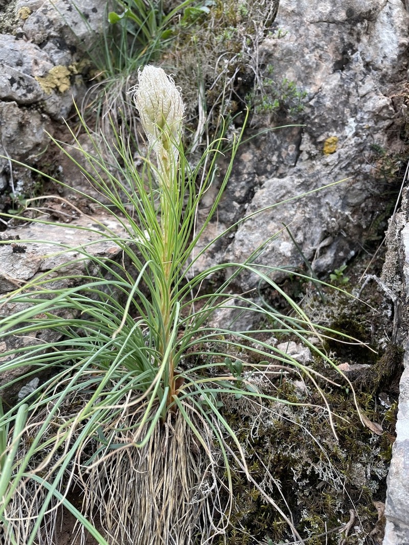 Asphodeline taurica photo 7