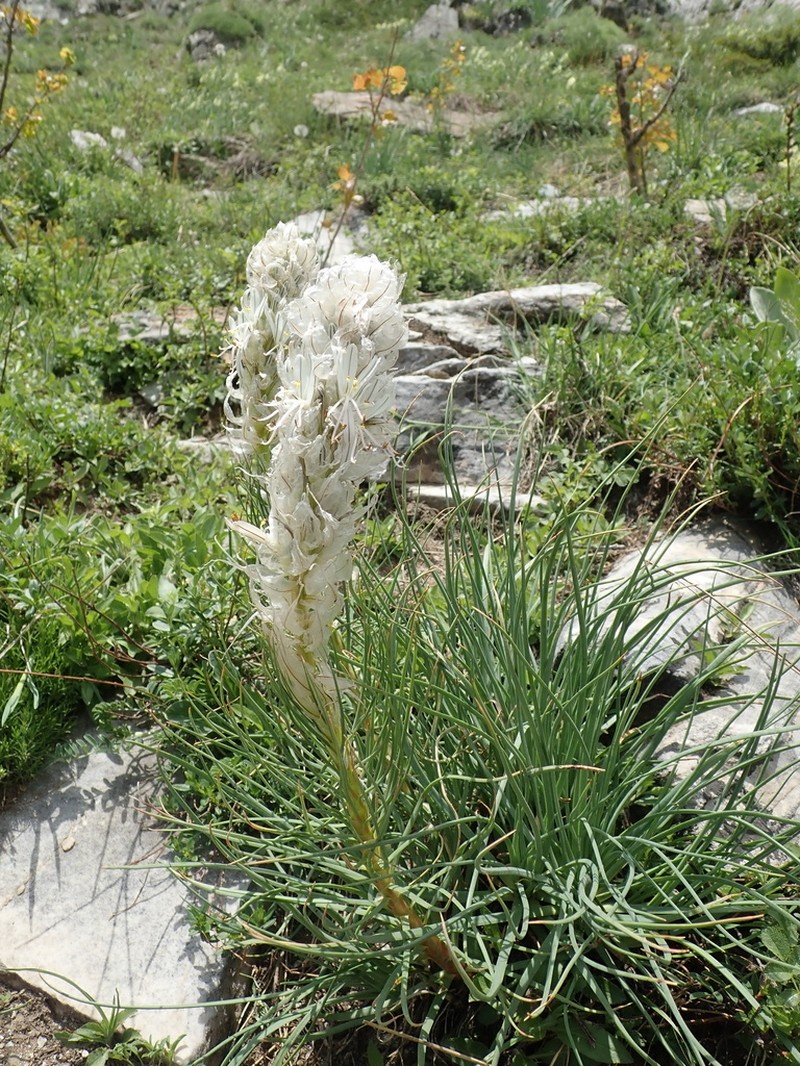 Asphodeline taurica photo 8