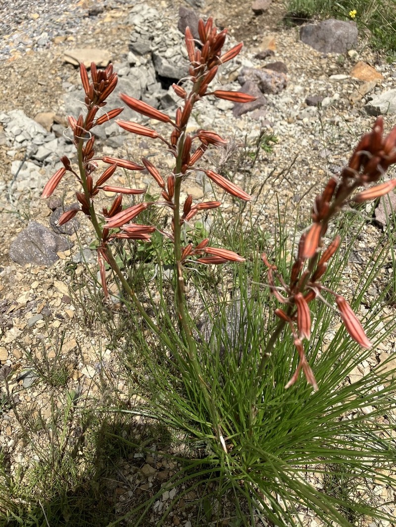 Asphodeline tenuior